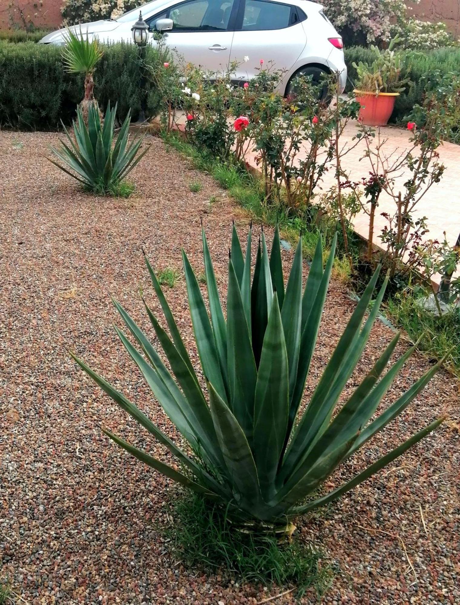 Riad Darga Rouge Ouled Bouzid Rom bilde
